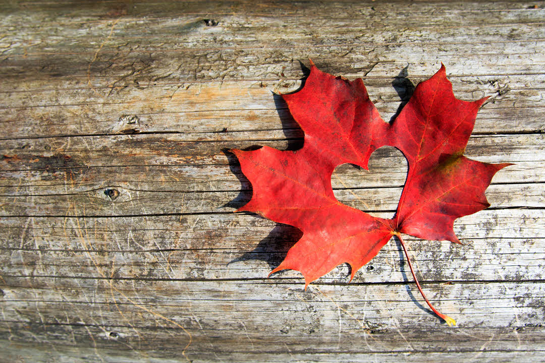 Mapleleaf - Ideas for Tattoos